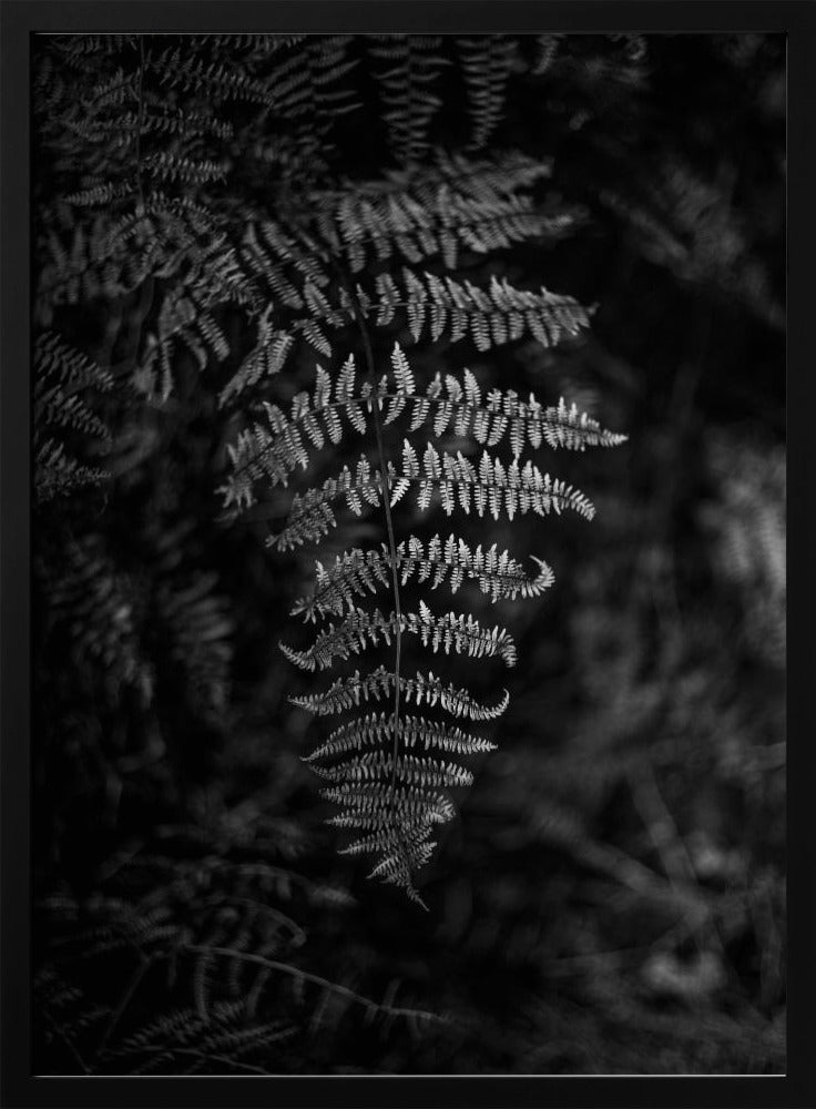 Silver Fern | Poster
