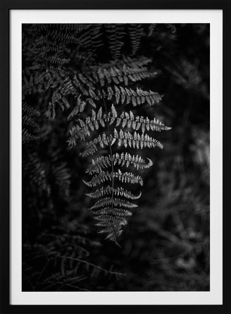 Silver Fern | Poster