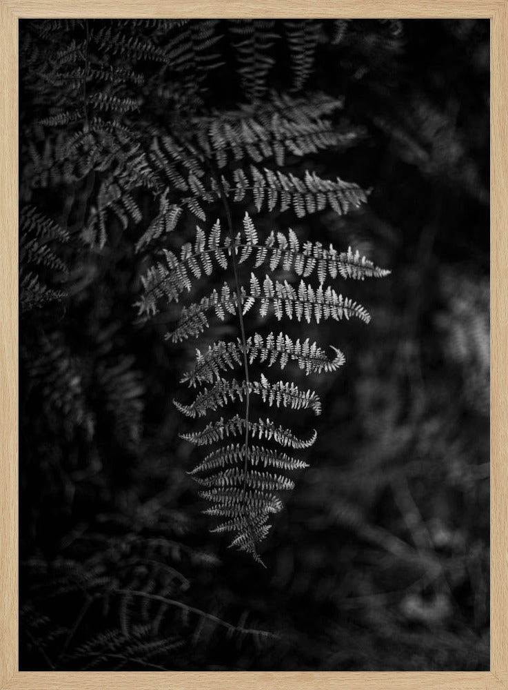 Silver Fern | Poster