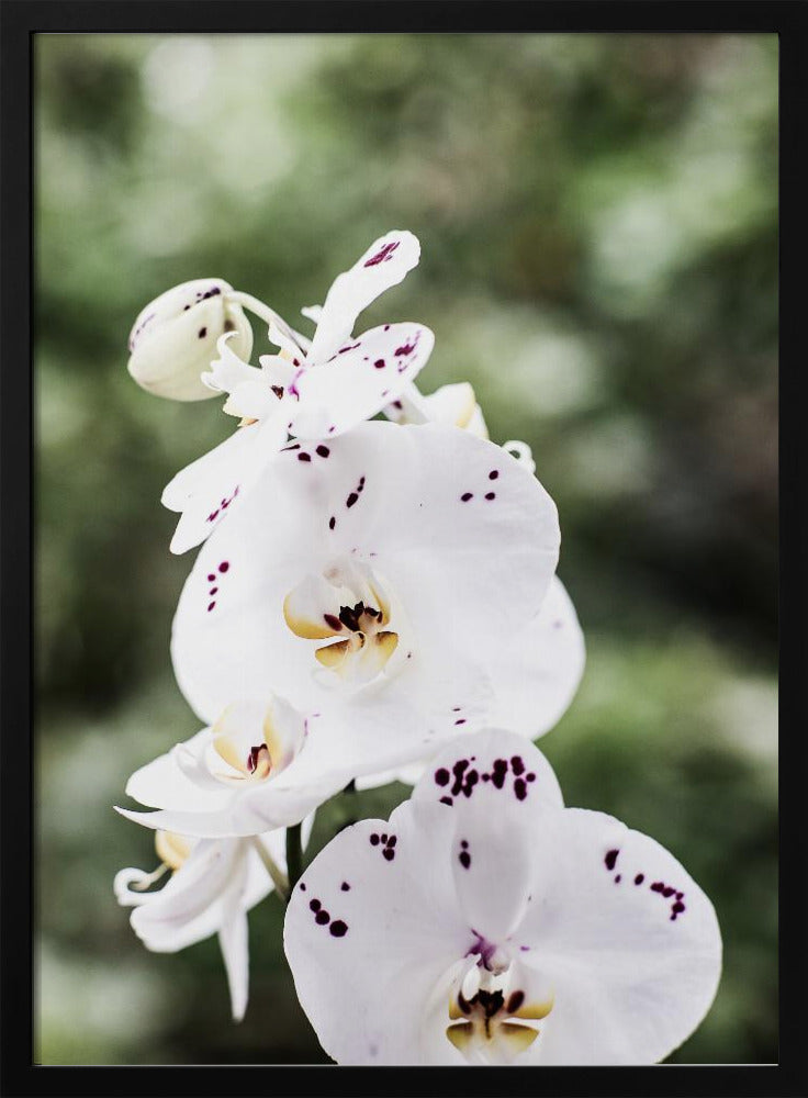 Spring Blooms | Poster