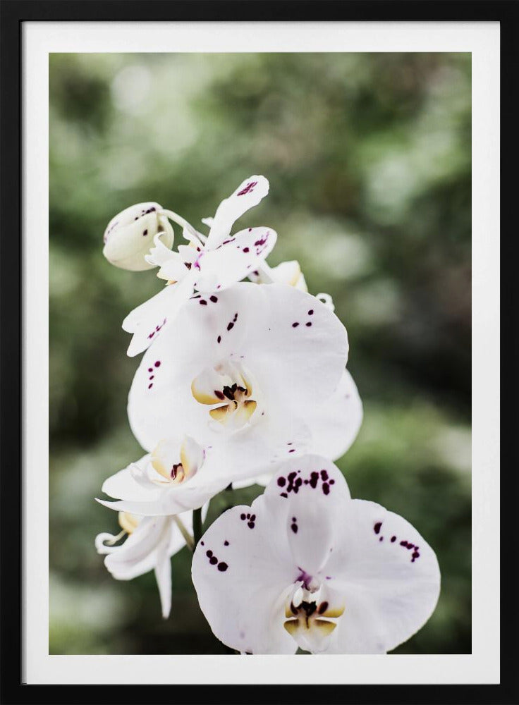 Spring Blooms | Poster