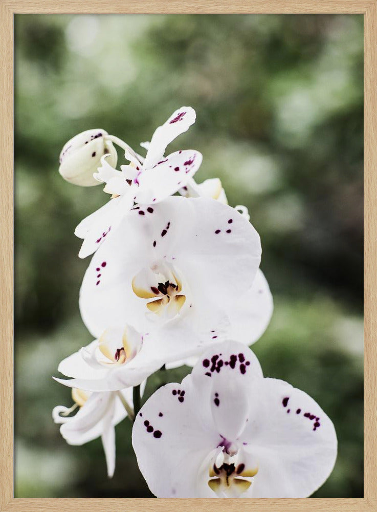 Spring Blooms | Poster