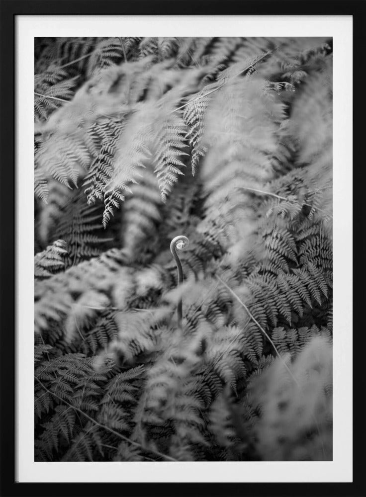 Black And White Photograph | Poster