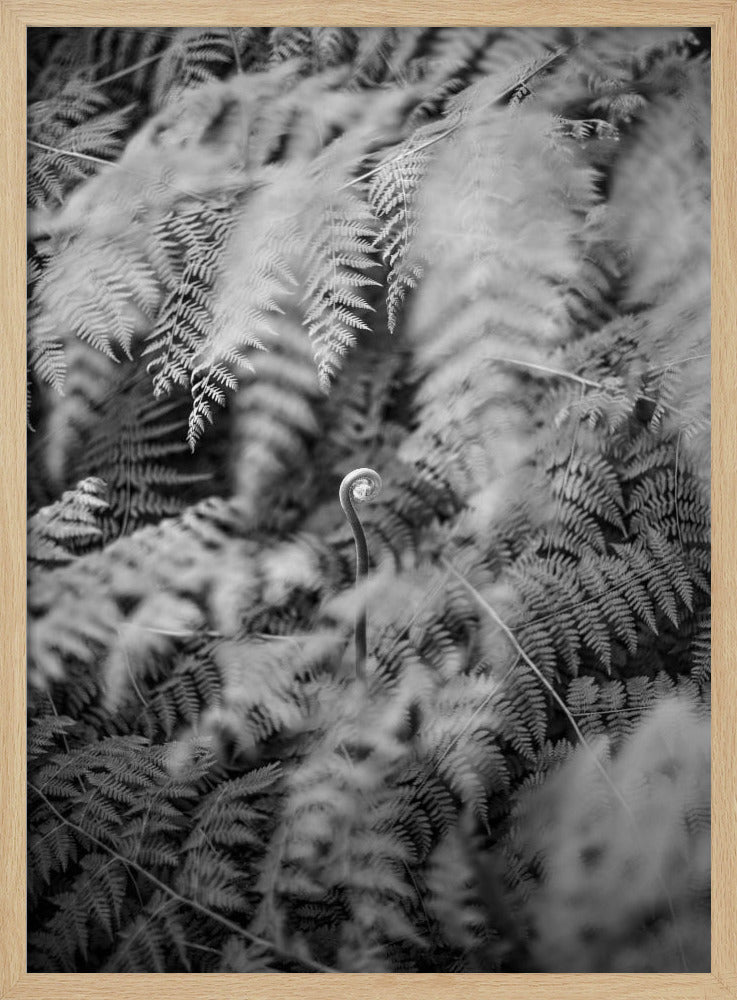 Black And White Photograph | Poster