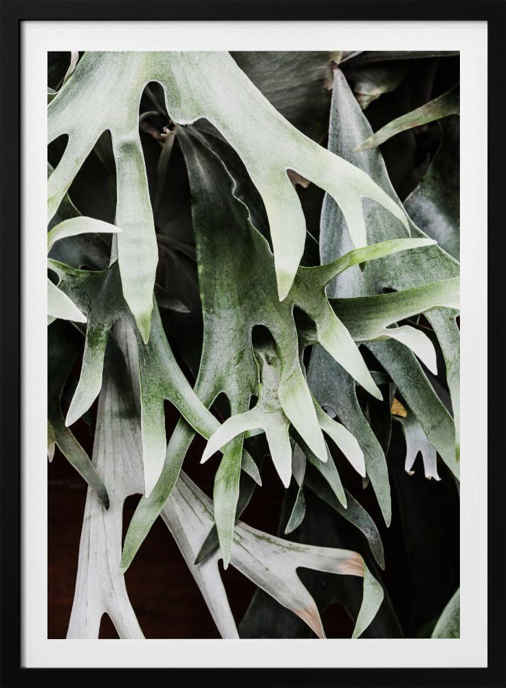 Enchanted Fronds | Poster