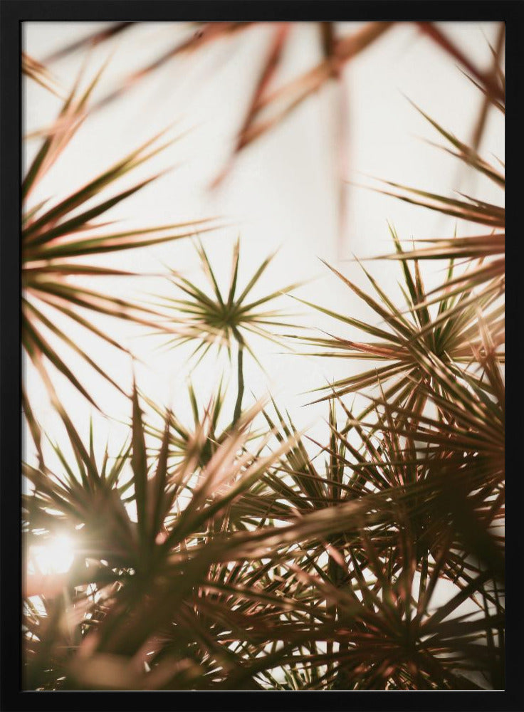 Abstract Beauty Of Spiky Plant | Poster
