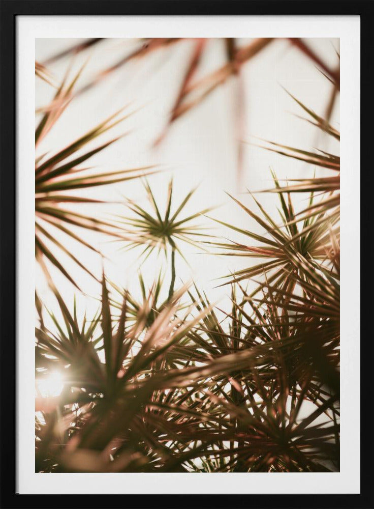 Abstract Beauty Of Spiky Plant | Poster
