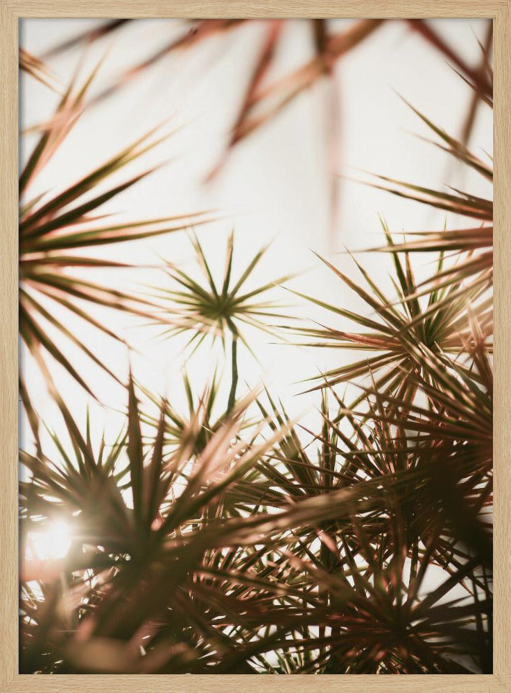 Abstract Beauty Of Spiky Plant | Poster