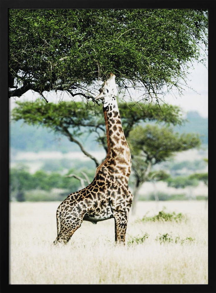 Majestic Giraffe Stretches | Poster