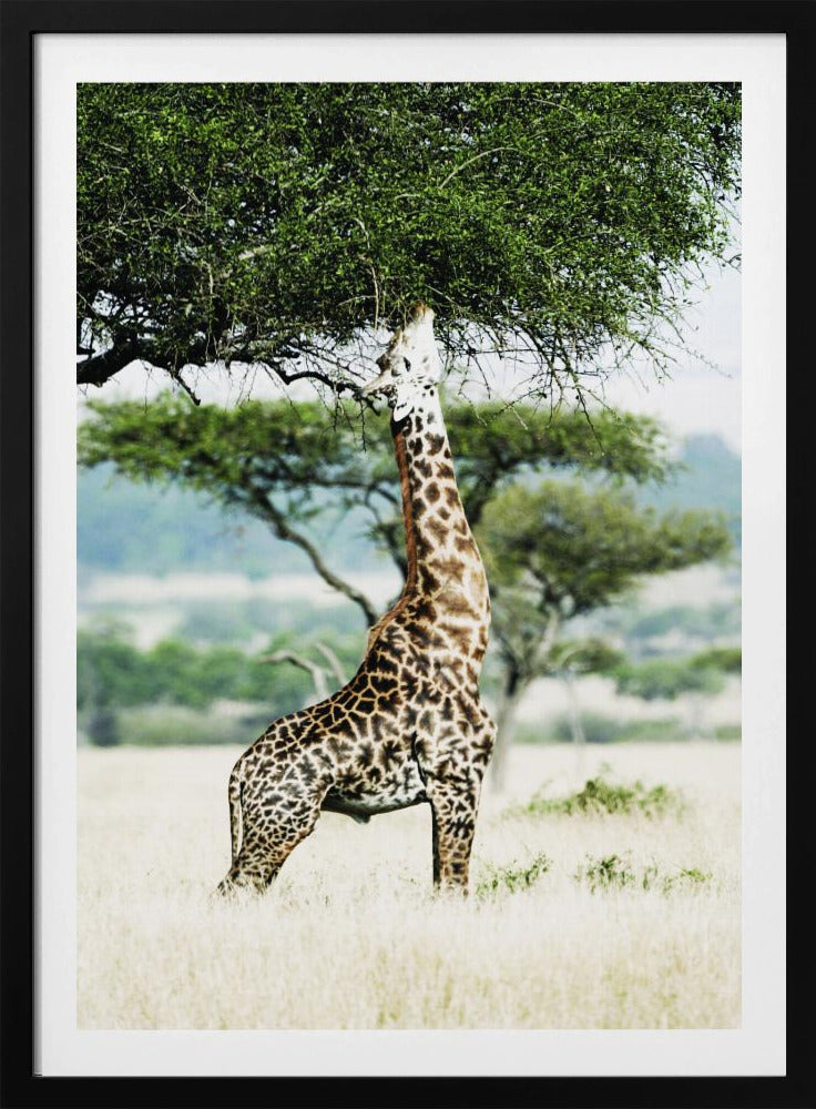 Majestic Giraffe Stretches | Poster
