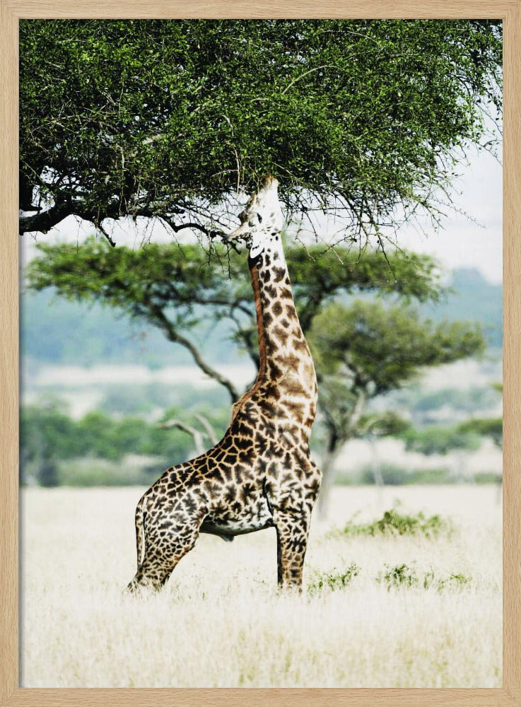 Majestic Giraffe Stretches | Poster