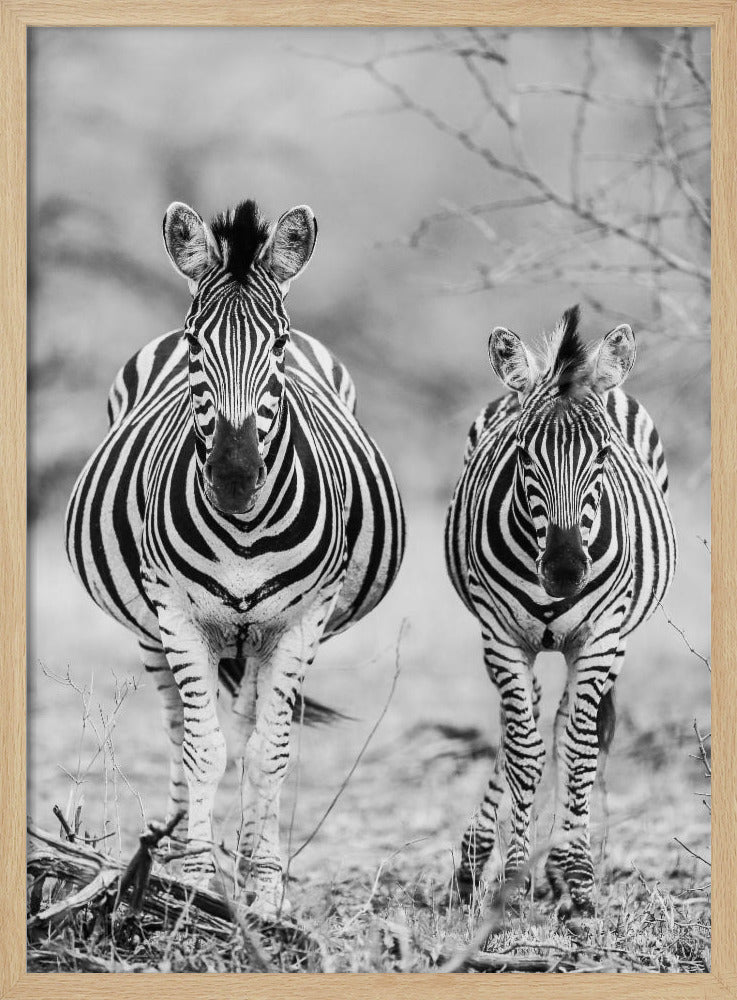Striped Horse Front On | Poster