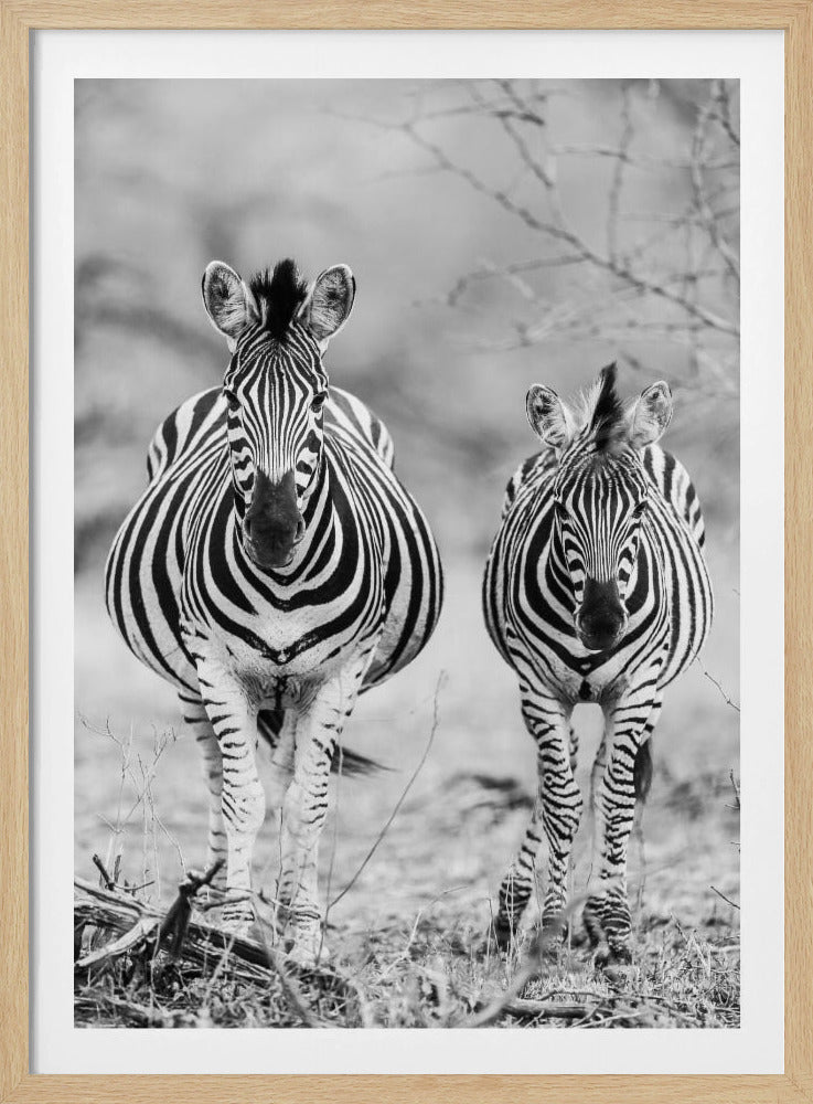 Striped Horse Front On | Poster