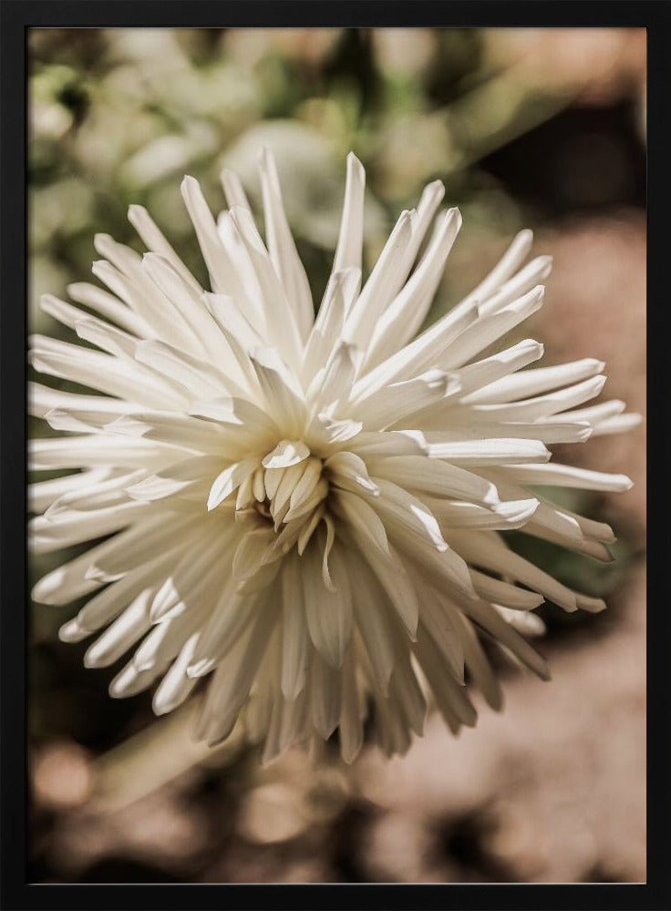 White Blossom Glow | Poster