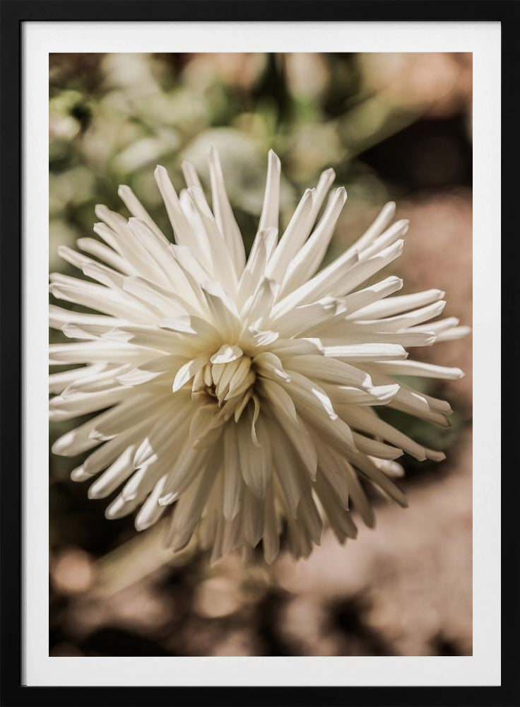 White Blossom Glow | Poster