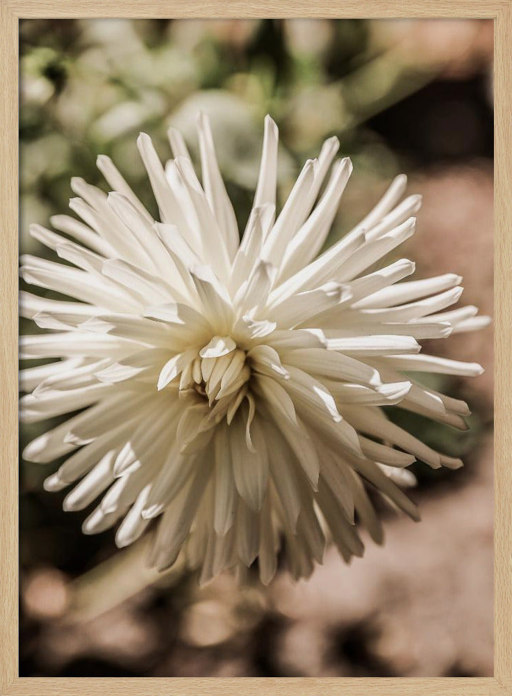 White Blossom Glow | Poster