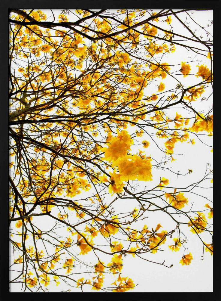 Golden Canopy Burst | Poster