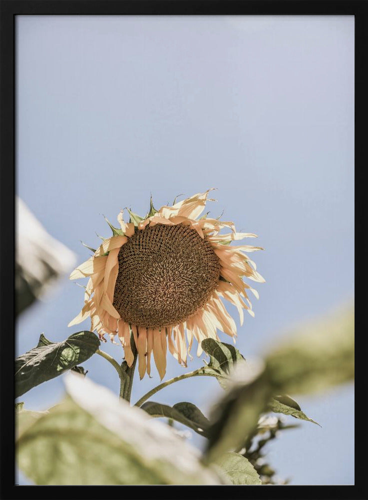 Golden Bloom Sky | Poster