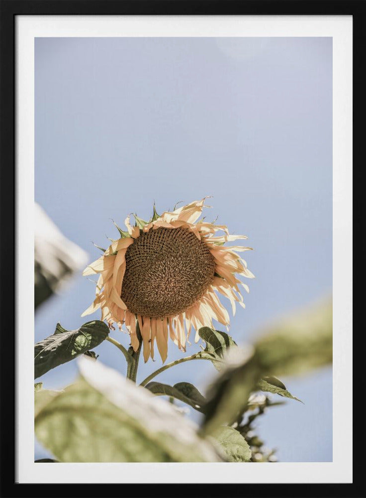 Golden Bloom Sky | Poster