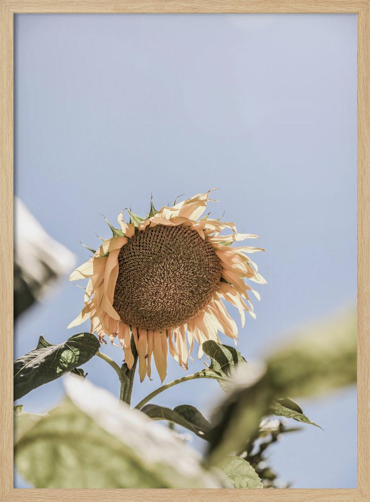 Golden Bloom Sky | Poster