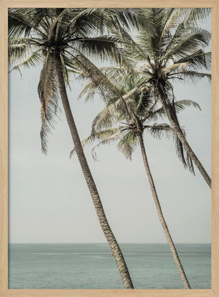 Ocean Breeze Palms | Poster