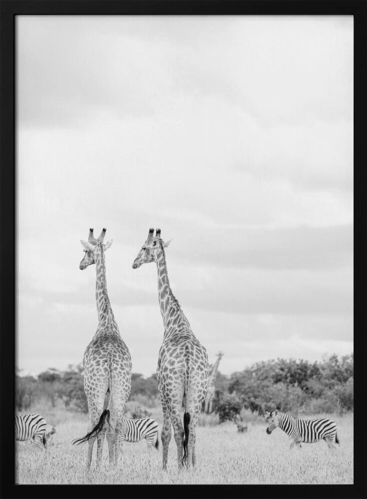 Super Safari | Poster