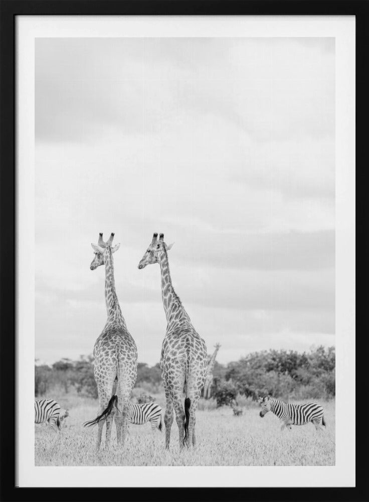 Super Safari | Poster