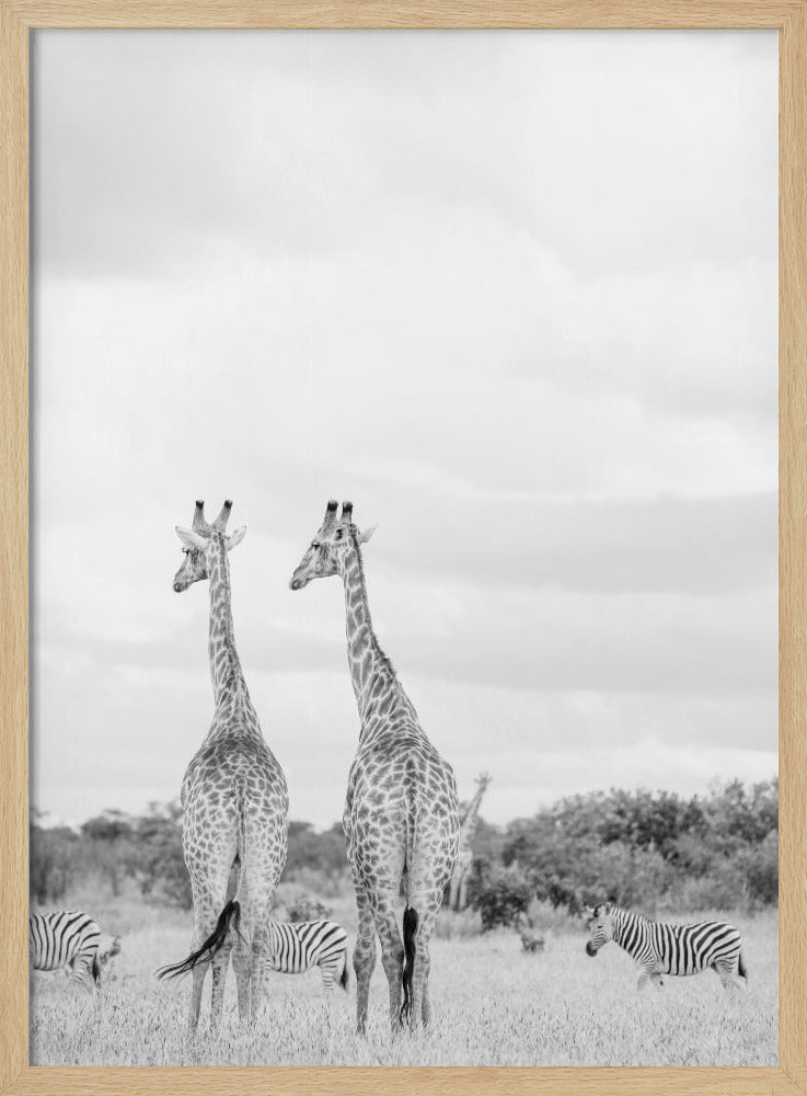 Super Safari | Poster