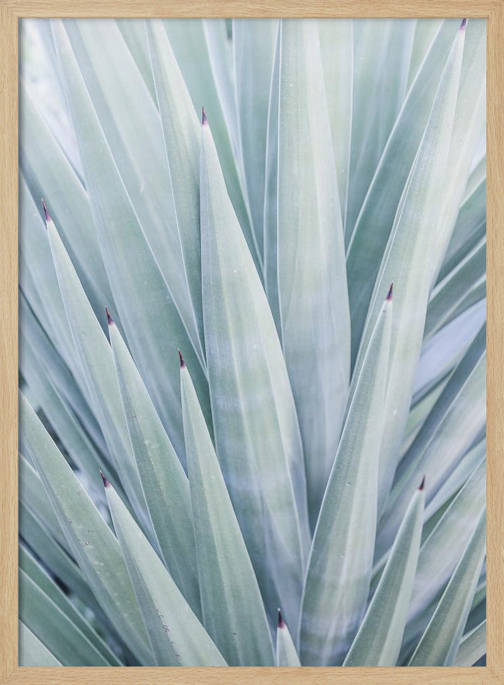 Azure Agave Dance | Poster