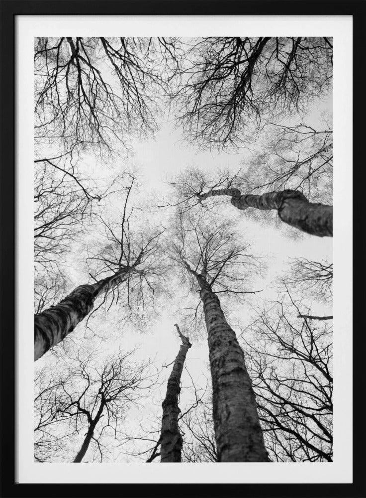 Reaching Branches | Poster