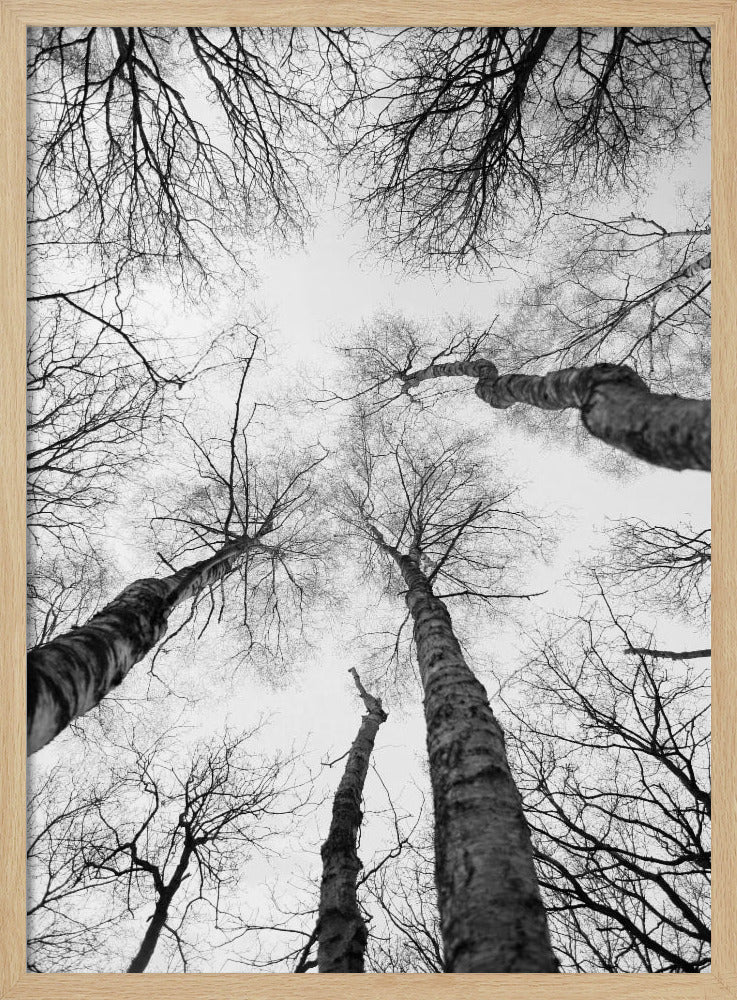 Reaching Branches | Poster