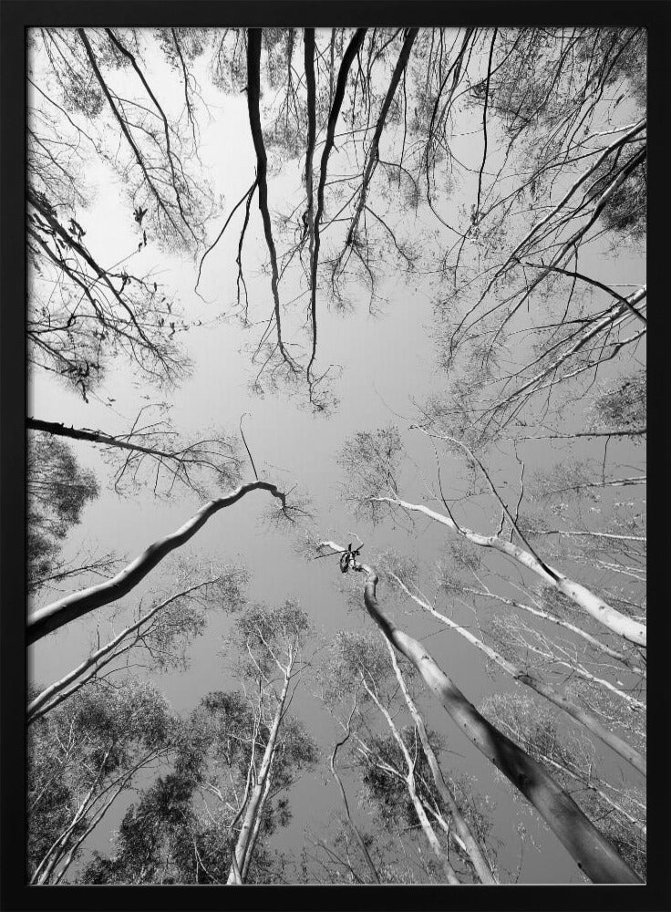 Skyward Symphony | Poster