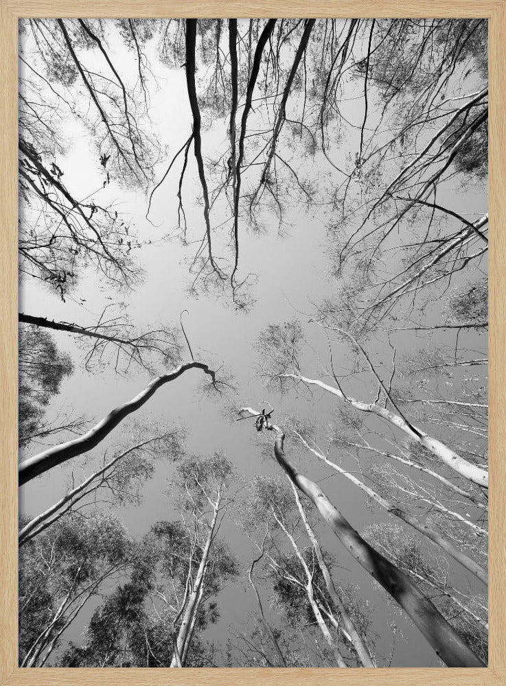 Skyward Symphony | Poster