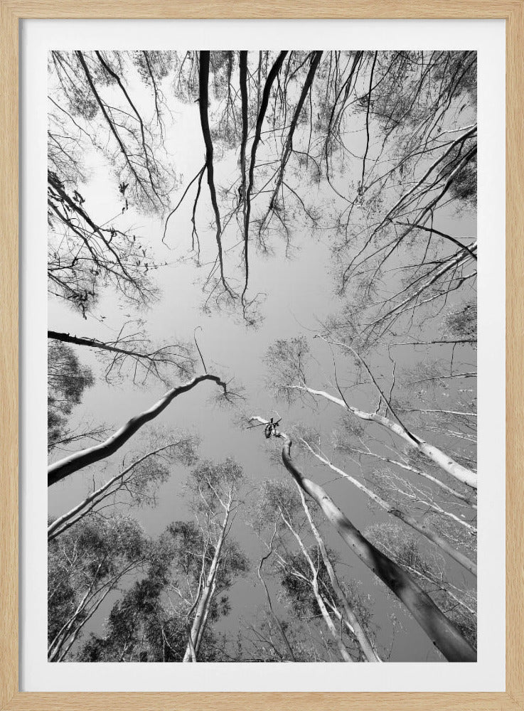 Skyward Symphony | Poster