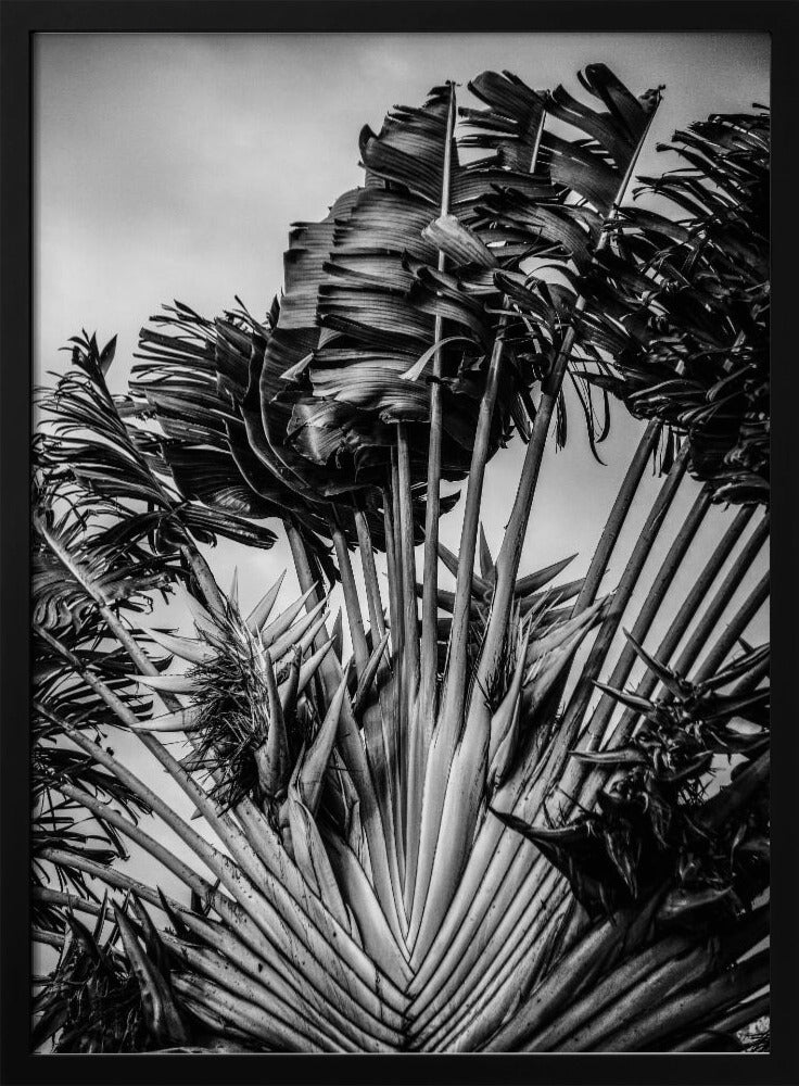 Tropical Dancer | Poster