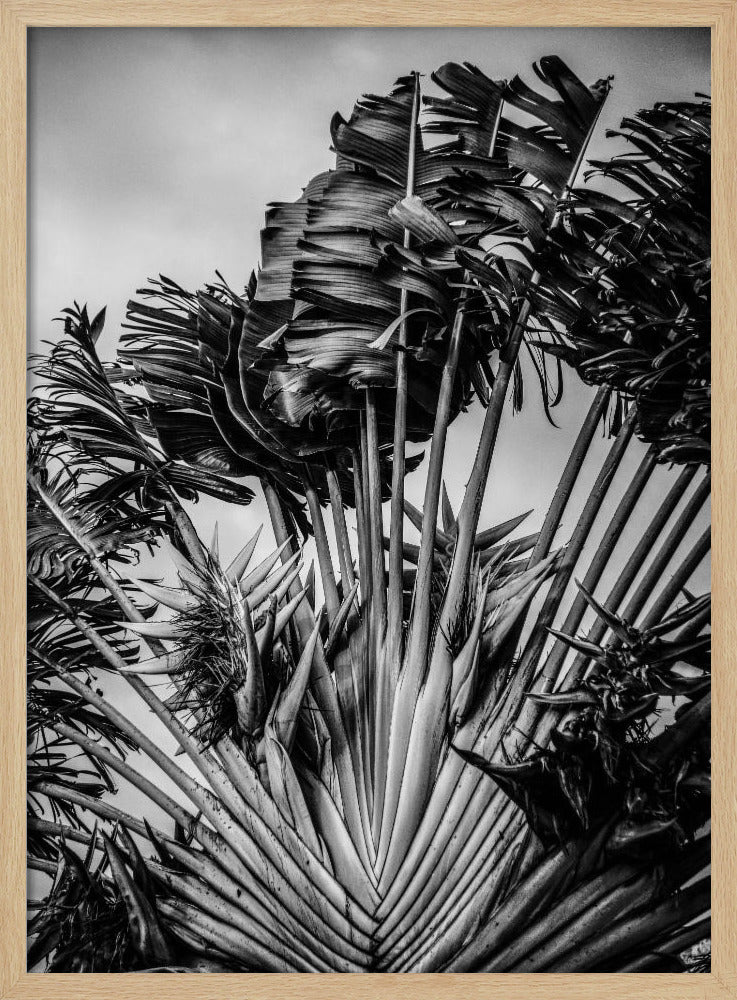 Tropical Dancer | Poster