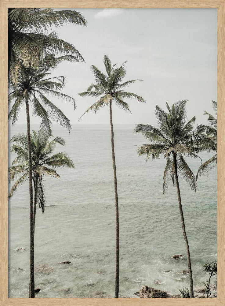 Tropical Dreams | Poster
