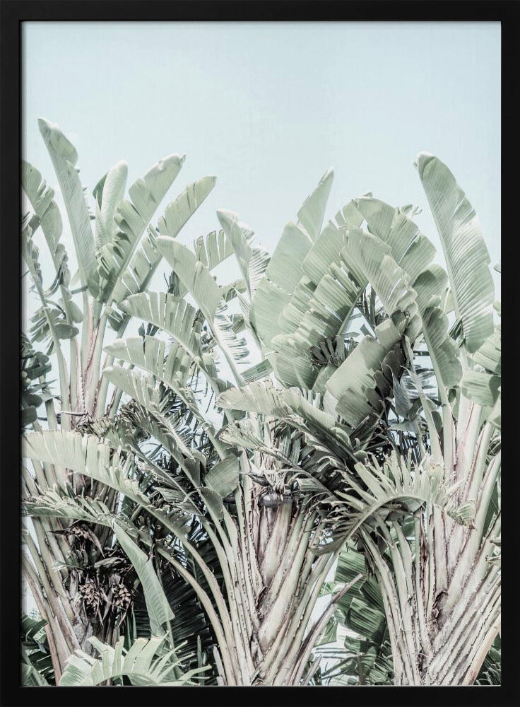 Tropical Whispers | Poster