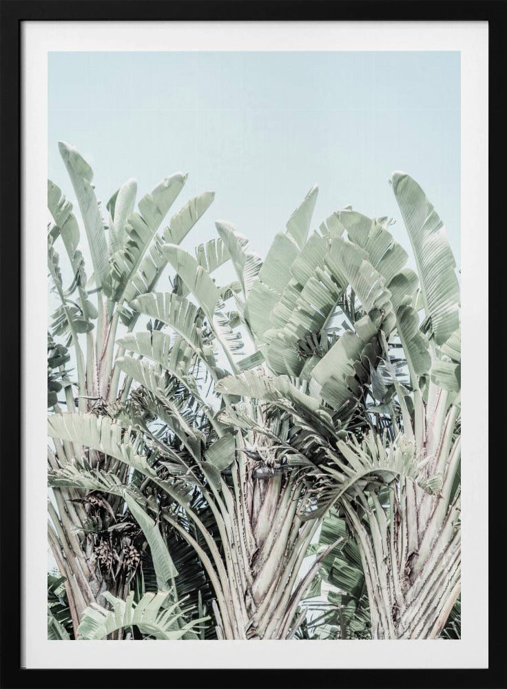 Tropical Whispers | Poster