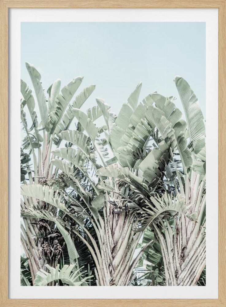 Tropical Whispers | Poster