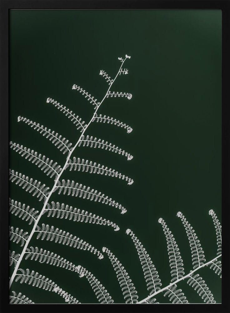 Fern&#039;s Gentle Curve | Poster