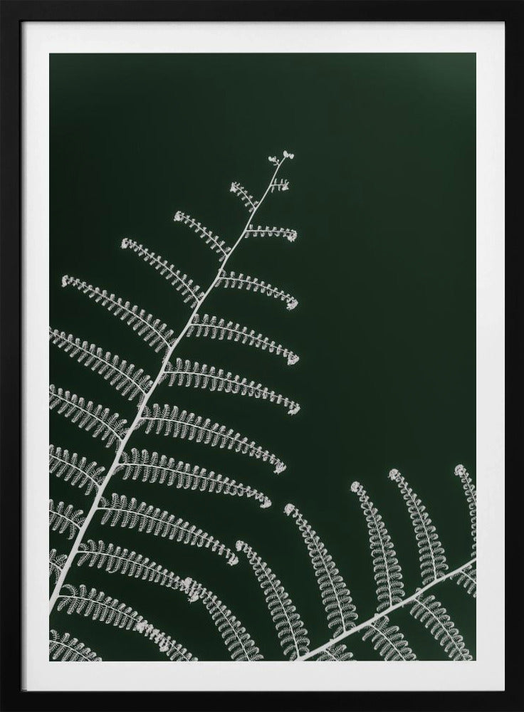 Fern&#039;s Gentle Curve | Poster