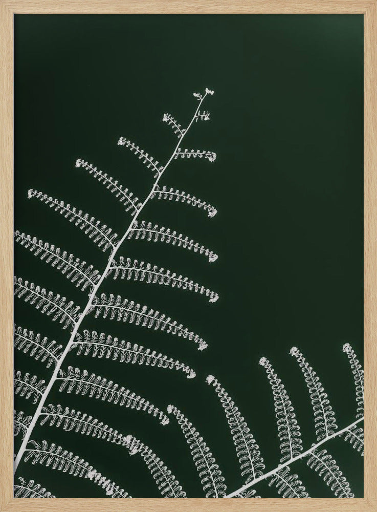 Fern&#039;s Gentle Curve | Poster
