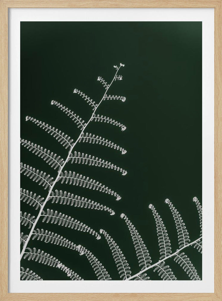 Fern&#039;s Gentle Curve | Poster