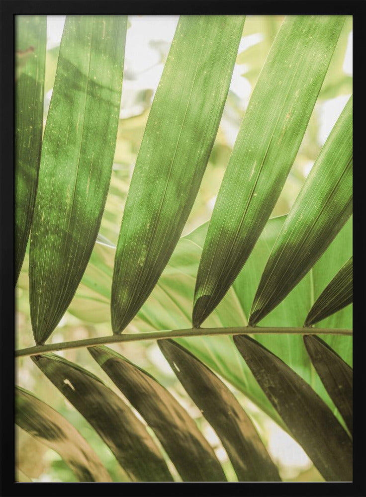 Beauty Of Palm Leaves | Poster