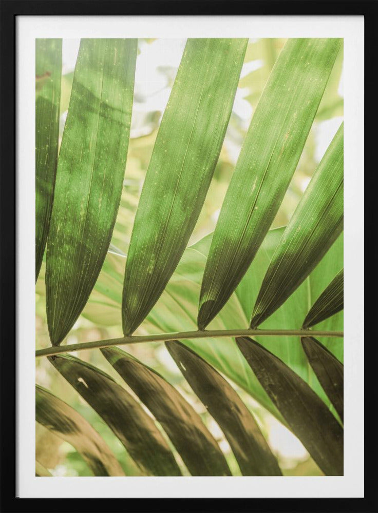 Beauty Of Palm Leaves | Poster