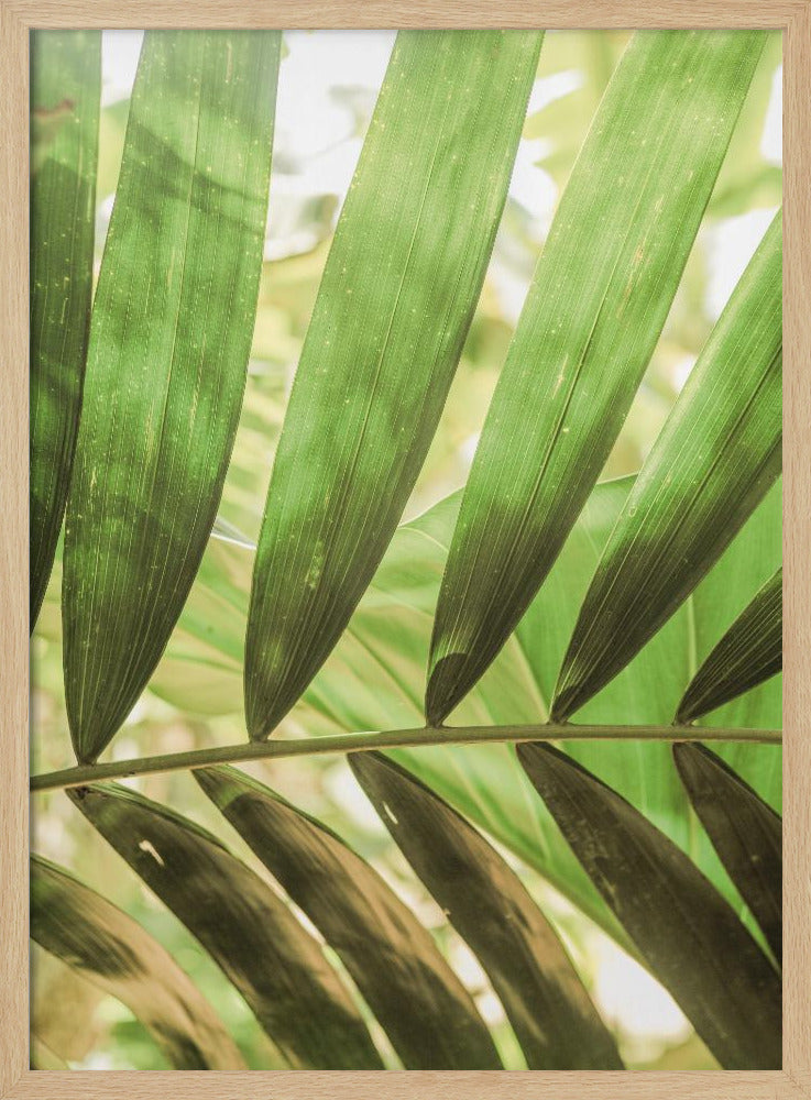 Beauty Of Palm Leaves | Poster