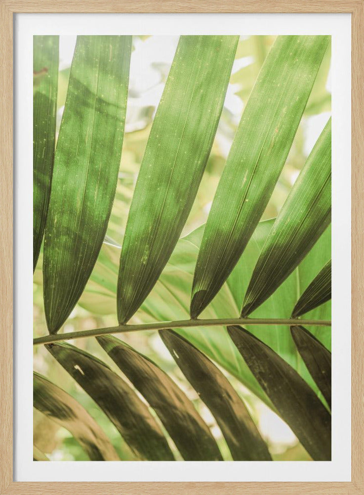 Beauty Of Palm Leaves | Poster
