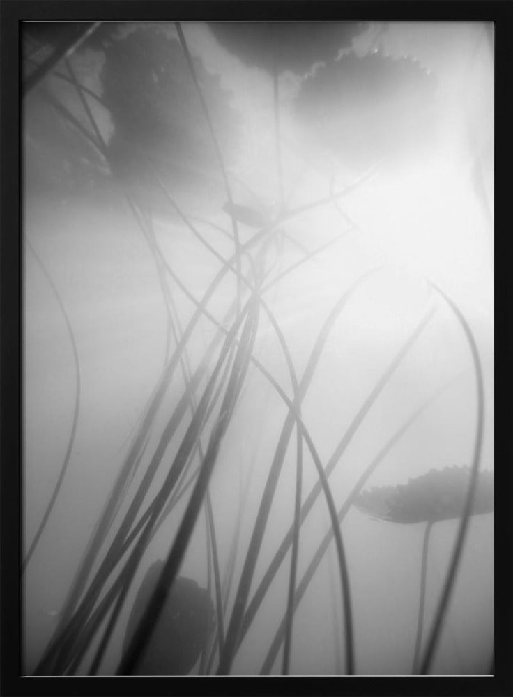 Water Lilly | Poster