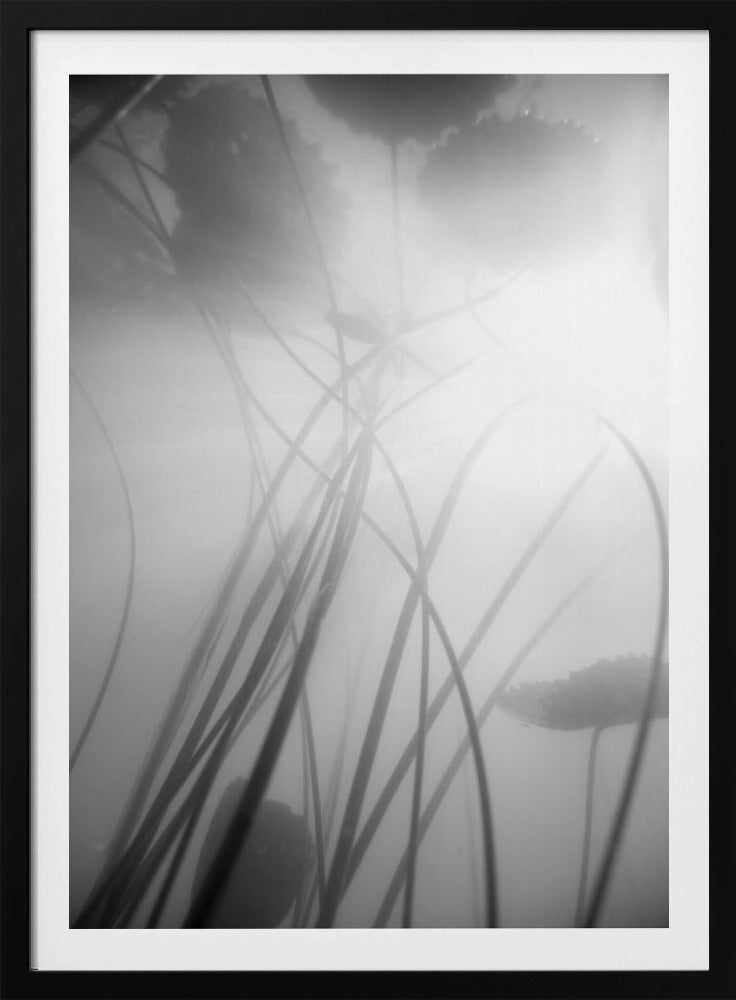Water Lilly | Poster